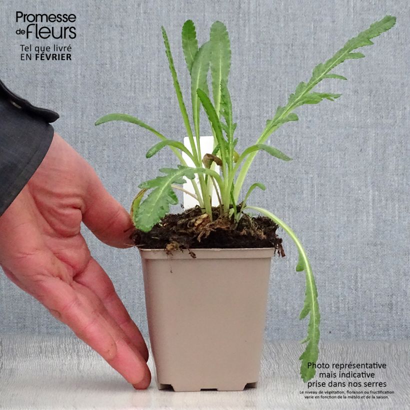 Example of Pavot d'Orient Harvest Moon - Papaver orientale Kweekpotje van 8/9 cm as you get in hiver