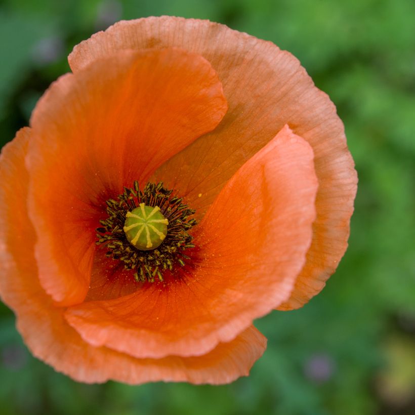 Papaver orientale Harvest Moon - Oosterse papaver (Bloei)