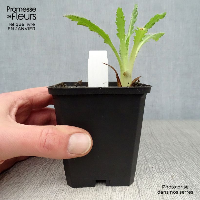 Exemplaar van Papaver orientale Helen Elisabeth - Oosterse papaver Kweekpotje van 8/9 cm zoals geleverd in de winter