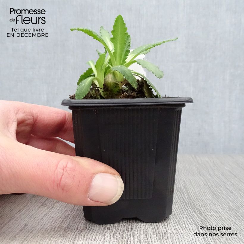 Example of Pavot d'Orient Manhattan - Papaver orientale Kweekpotje van 8/9 cm as you get in hiver