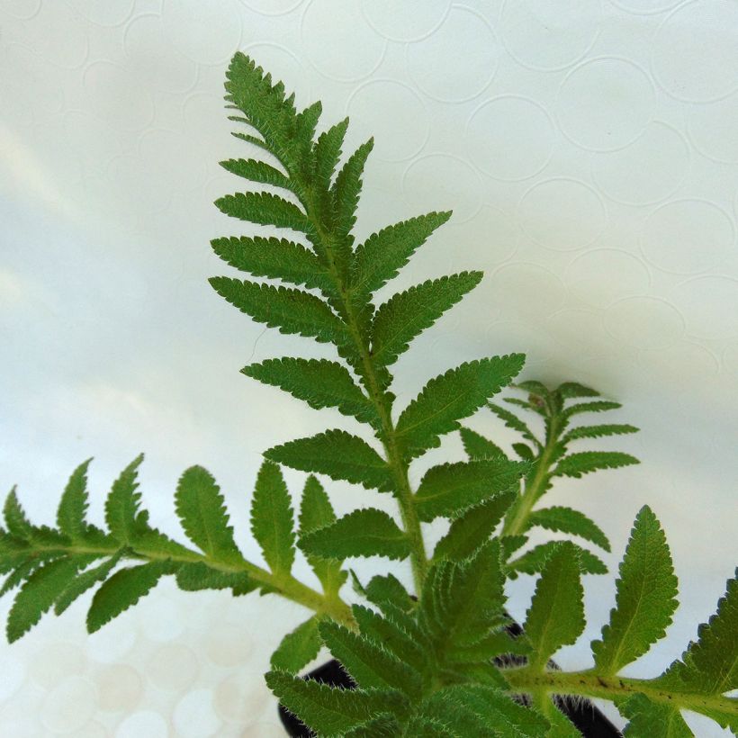 Papaver orientale Patty's Plum - Oosterse papaver (Foliage)