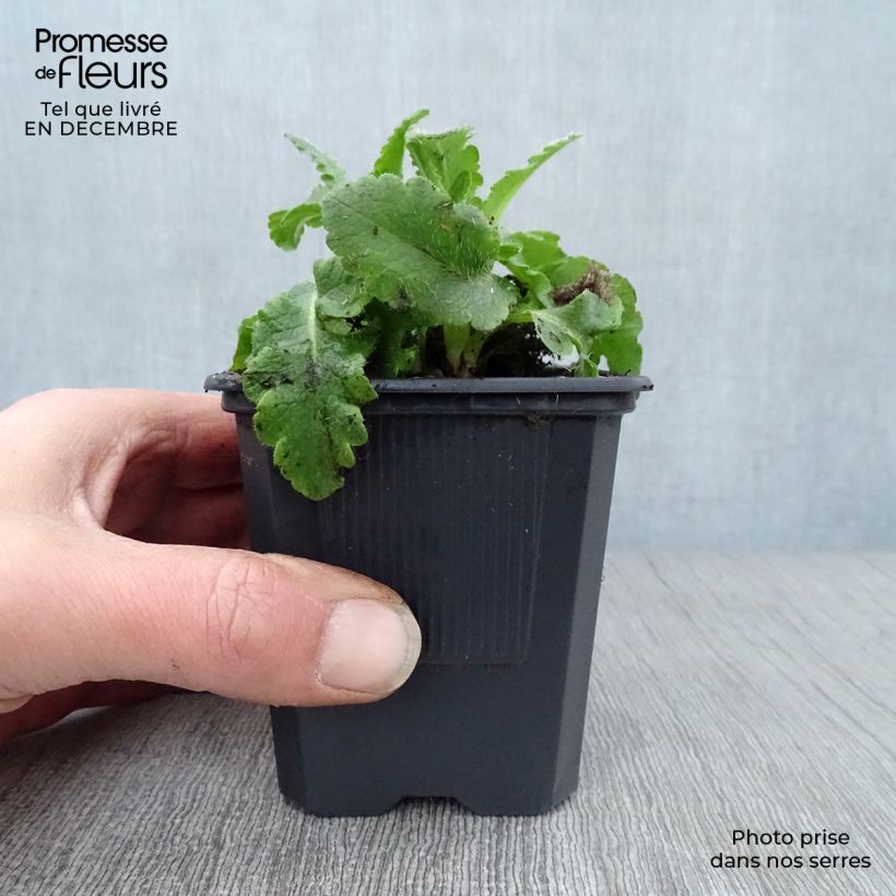 Example of Pavot d'Orient Patty's Plum - Papaver orientale Kweekpotje van 8/9 cm as you get in hiver