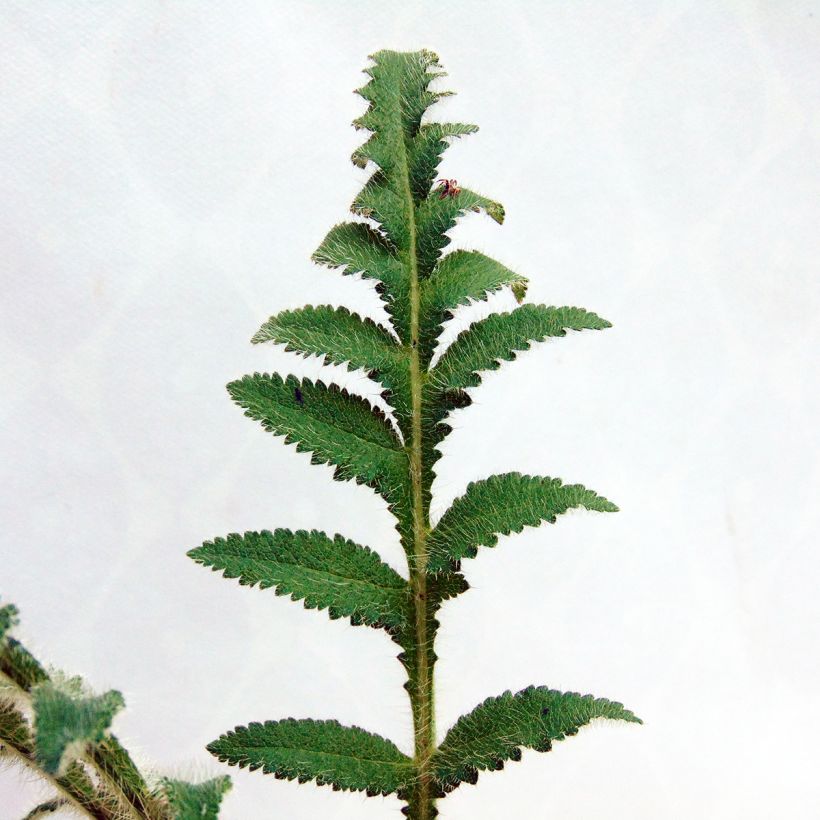 Papaver orientale Picotee - Oosterse papaver (Blad)