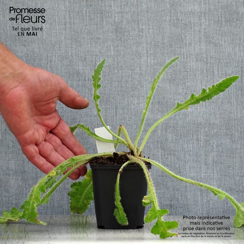 Exemplaar van Papaver orientale Picotee - Oosterse papaver Kweekpotje van 8/9 cm zoals geleverd in de lente