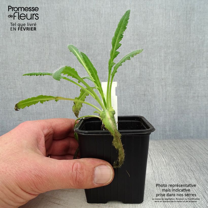 Example of Papaver orientale Royal Chocolate Distinction - Oosterse papaver Kweekpotje van 8/9 cm as you get in hiver