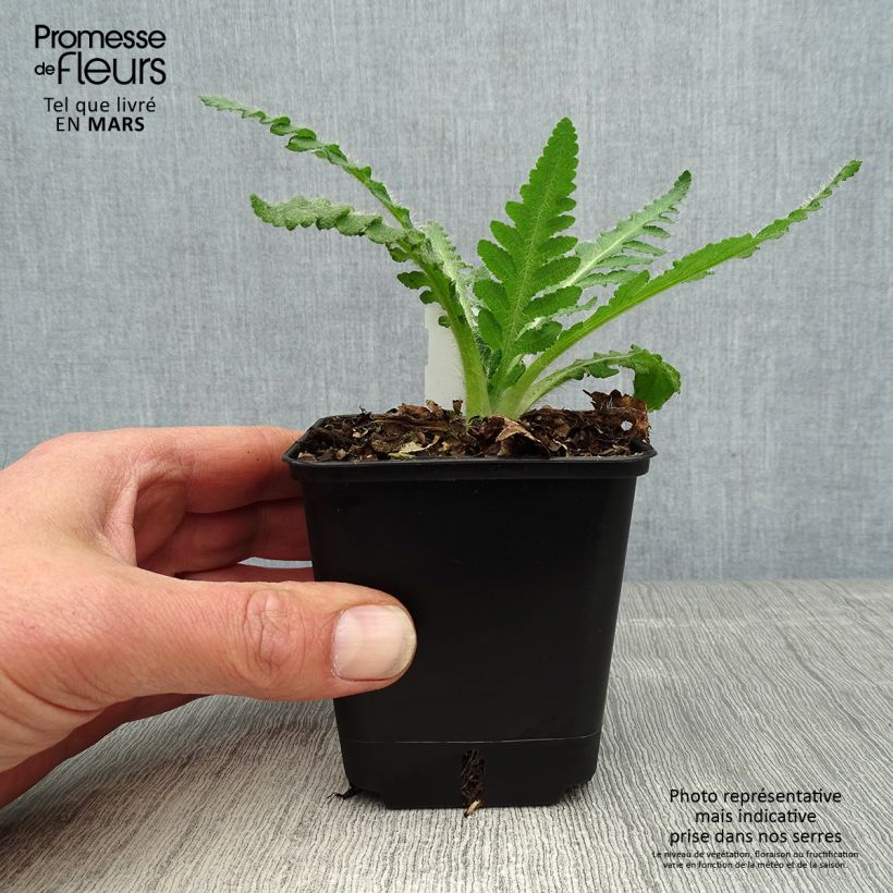 Exemplaar van Papaver orientale Royal Wedding  - Oosterse papaver Kweekpotje van 7/8 cm zoals geleverd in de lente