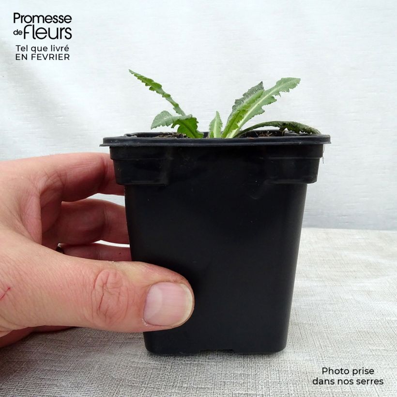 Example of Pavot d'Orient Royal Wedding - Papaver orientale Kweekpotje van 7/8 cm as you get in hiver