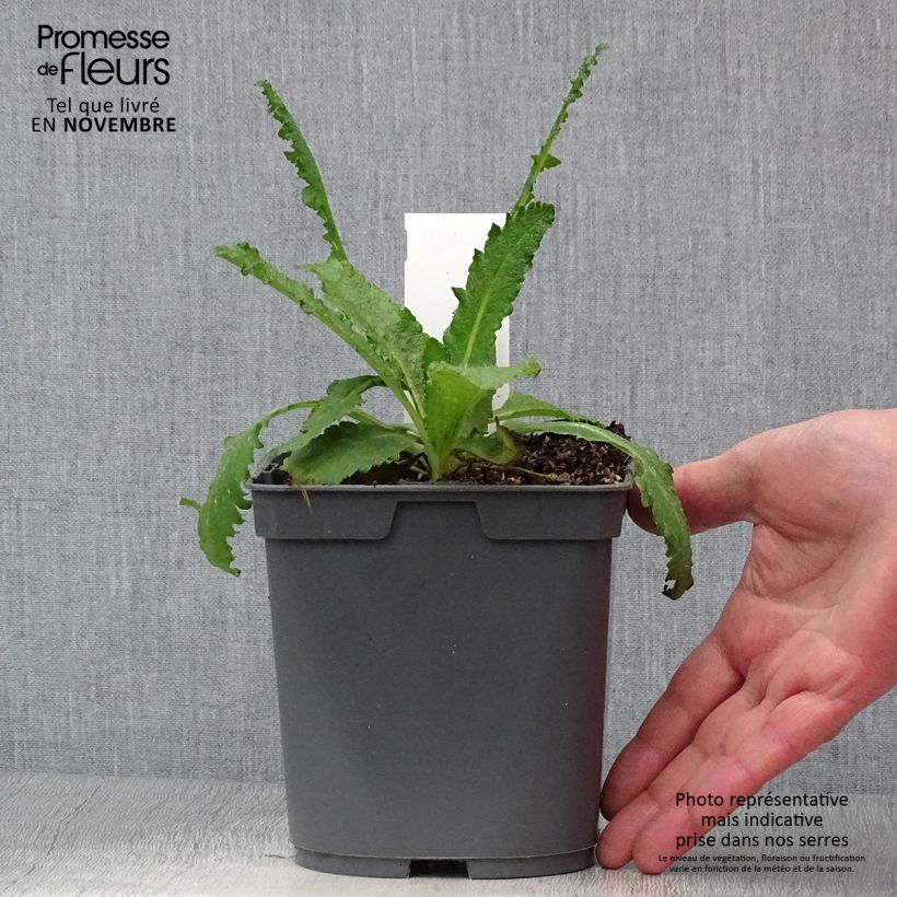 Exemplaar van Papaver orientale Royal Wedding  - Oosterse papaver Pot van 2 l/3 l zoals geleverd in de herfst
