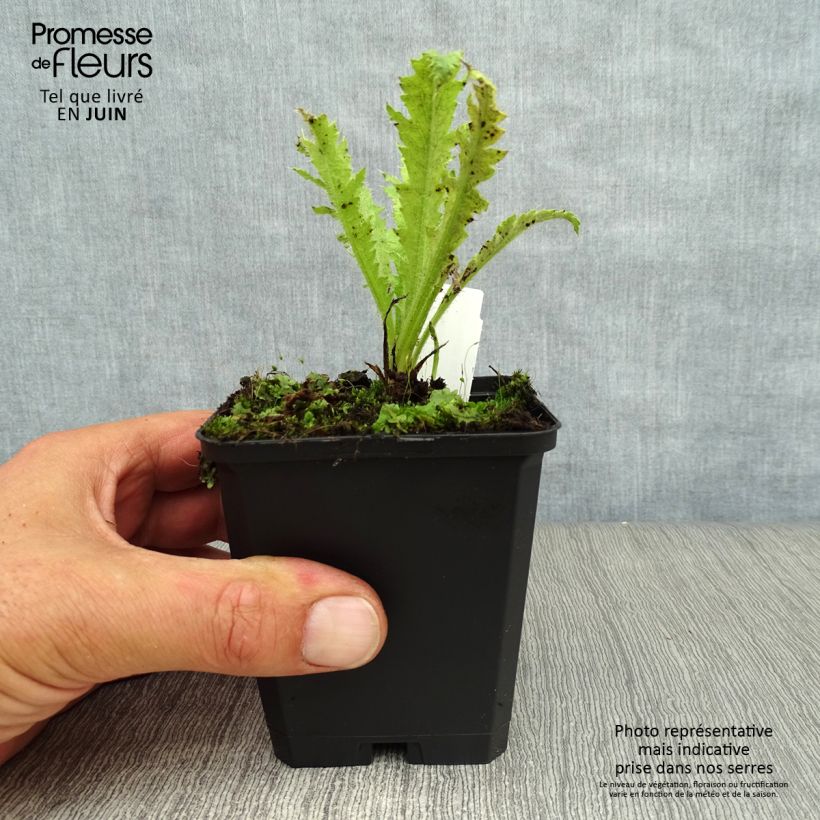Exemplaar van Papaver orientale Türkenlouis - Oosterse papaver Kweekpotje van 8/9 cm zoals geleverd in de zomer
