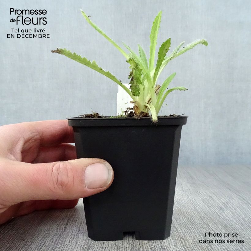 Example of Pavot d'Orient Türkenlouis - Papaver orientale Kweekpotje van 8/9 cm as you get in hiver