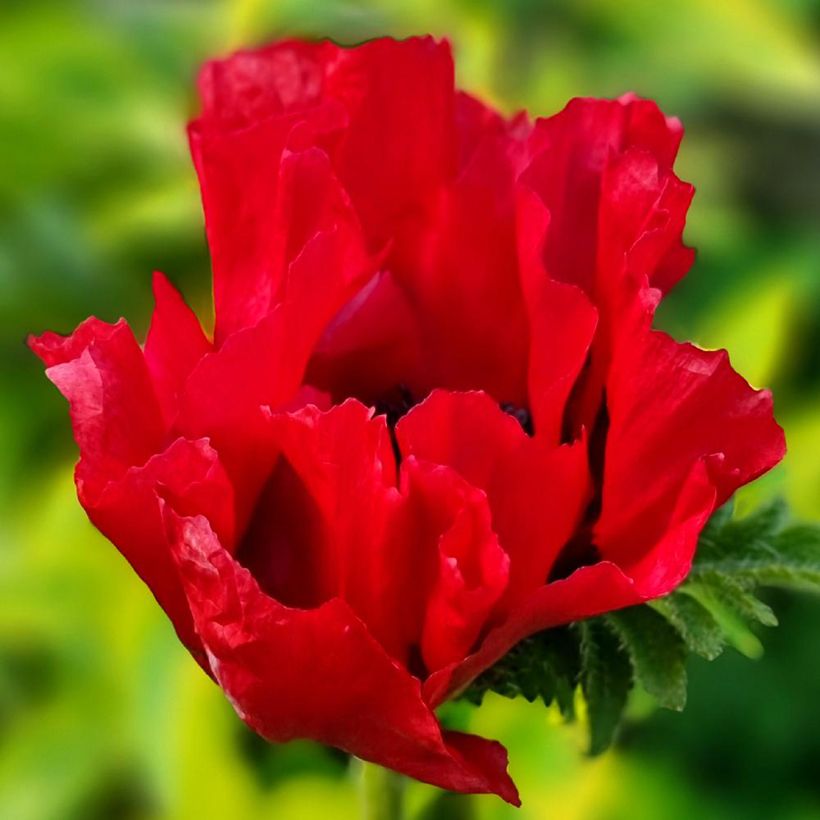 Papaver orientale Red Rumble - Oosterse papaver (Bloei)