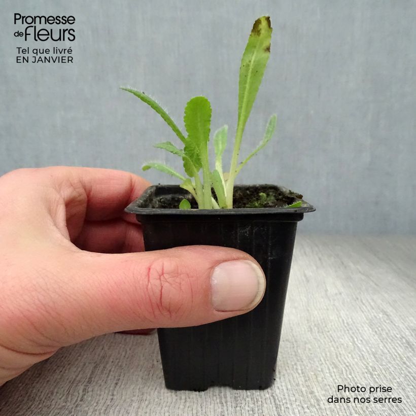 Example of Pavot d'Orient rouge - Papaver orientale Allegro Kweekpotje van 7/8 cm as you get in hiver