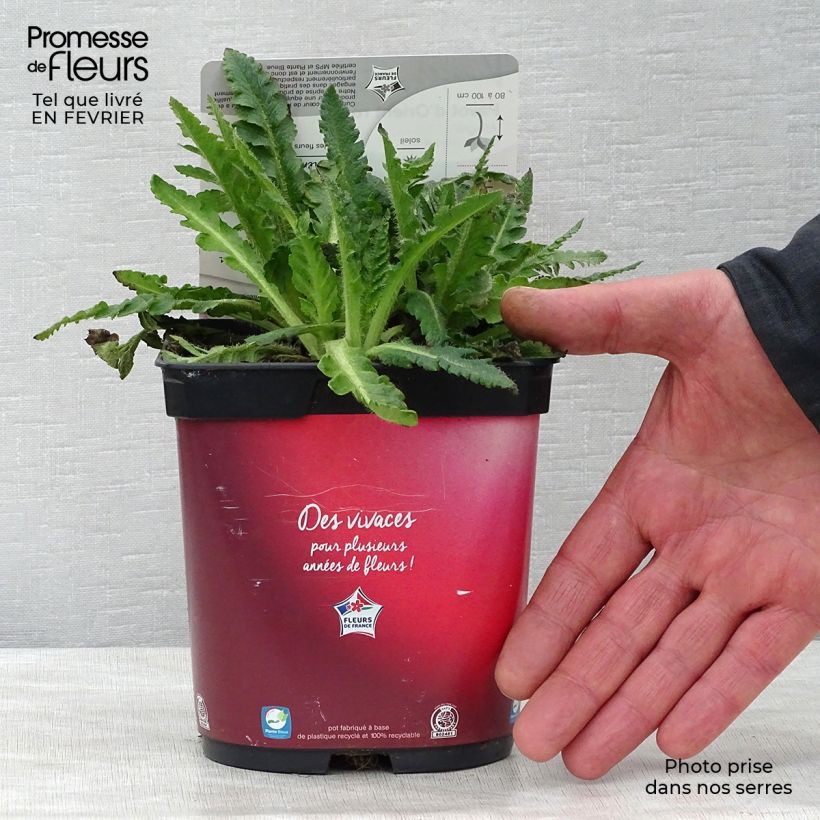 Example of Pavot d'Orient rouge - Papaver orientale Allegro Pot van 2 l/3 l as you get in hiver