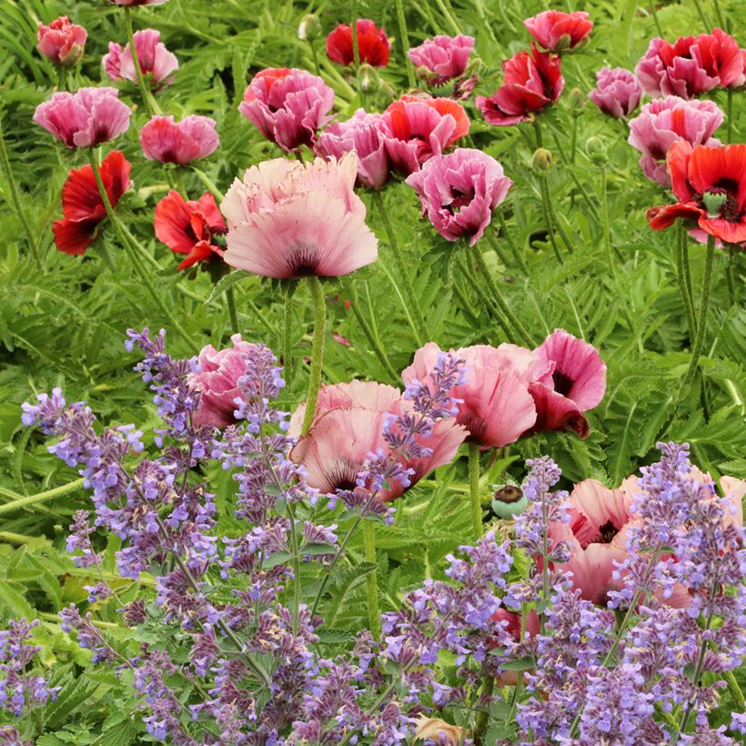Papaver orientale Haremstraum - Oosterse papaver (Groeiplaats)