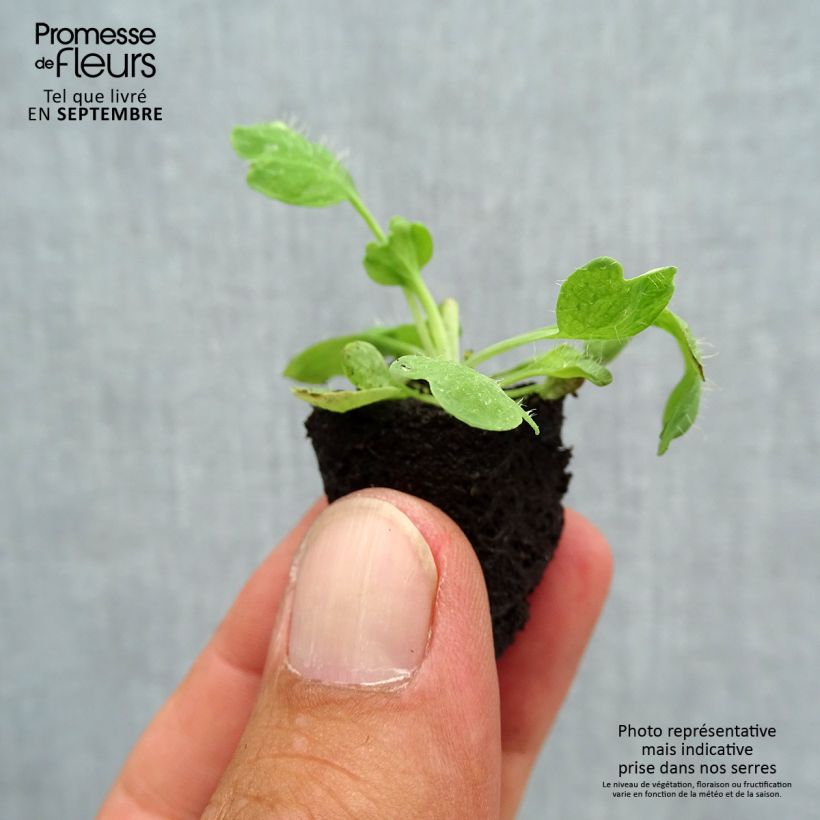 Exemplaar van Papaver nudicaule Bulles de Champagne Mix - IJslandse papaver Mini-mot Ø 3/4 cm zoals geleverd in de herfst