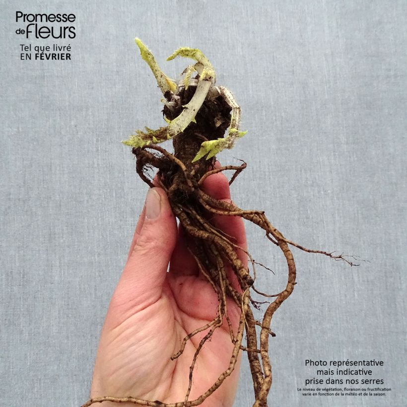 Example of Pavot d'Orient Harlem - Papaver orientale Naakte wortel as you get in hiver