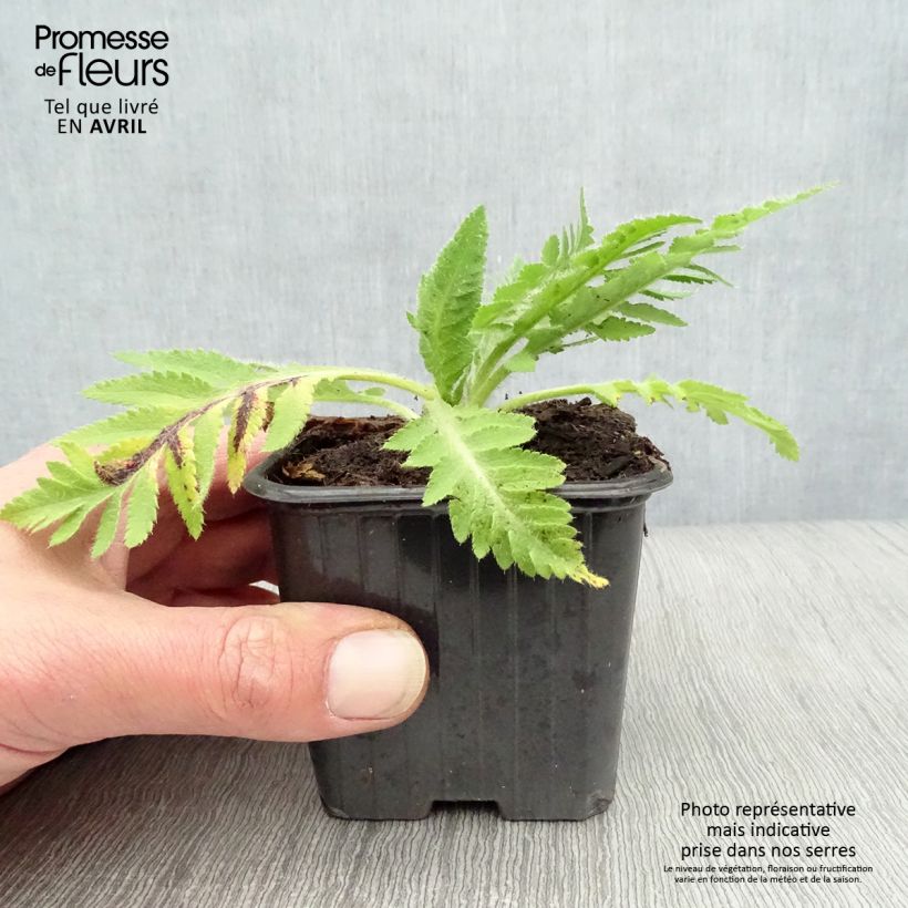 Exemplaar van Papaver orientale Beauty of Livermere - Oosterse papaver Kweekpotje van 7/8 cm zoals geleverd in de lente