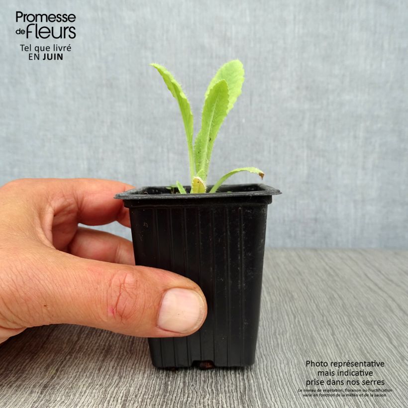 Exemplaar van Papaver orientale Brilliant - Oosterse papaver Kweekpotje van 7/8 cm zoals geleverd in de zomer