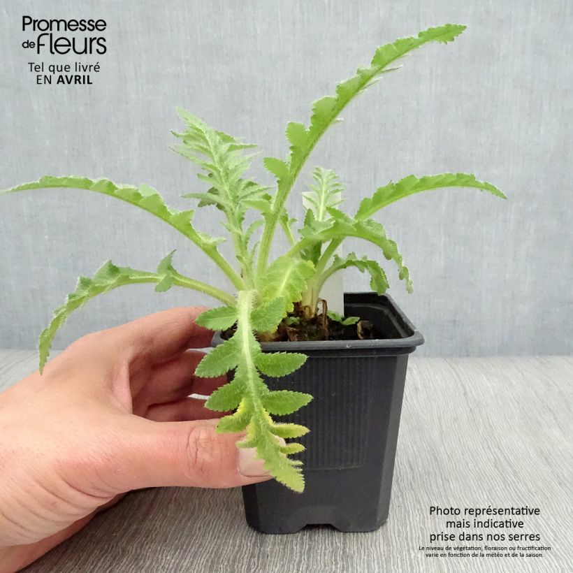 Exemplaar van Papaver orientale Patty's Plum - Oosterse papaver Kweekpotje van 8/9 cm zoals geleverd in de lente