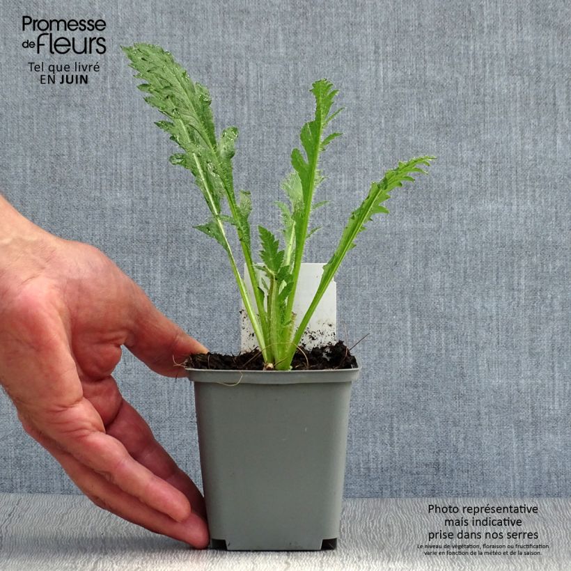 Exemplaar van Papaver orientale Princess Victoria Louise - Oosterse papaver Kweekpotje van 7/8 cm zoals geleverd in de zomer