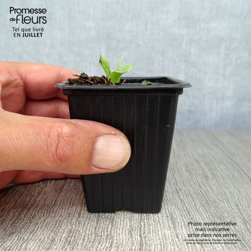 Exemplaar van Papaver orientale Allegro - Oosterse papaver Kweekpotje van 7/8 cm zoals geleverd in de zomer