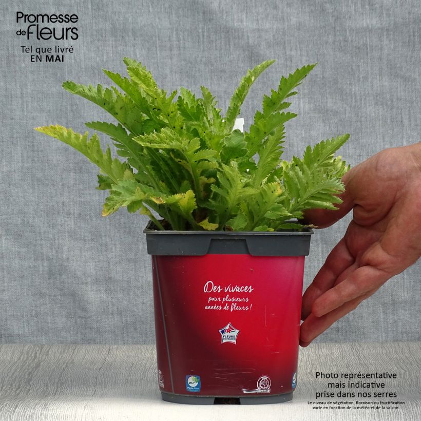 Exemplaar van Papaver orientale Allegro - Oosterse papaver Pot van 2 l/3 l zoals geleverd in de lente