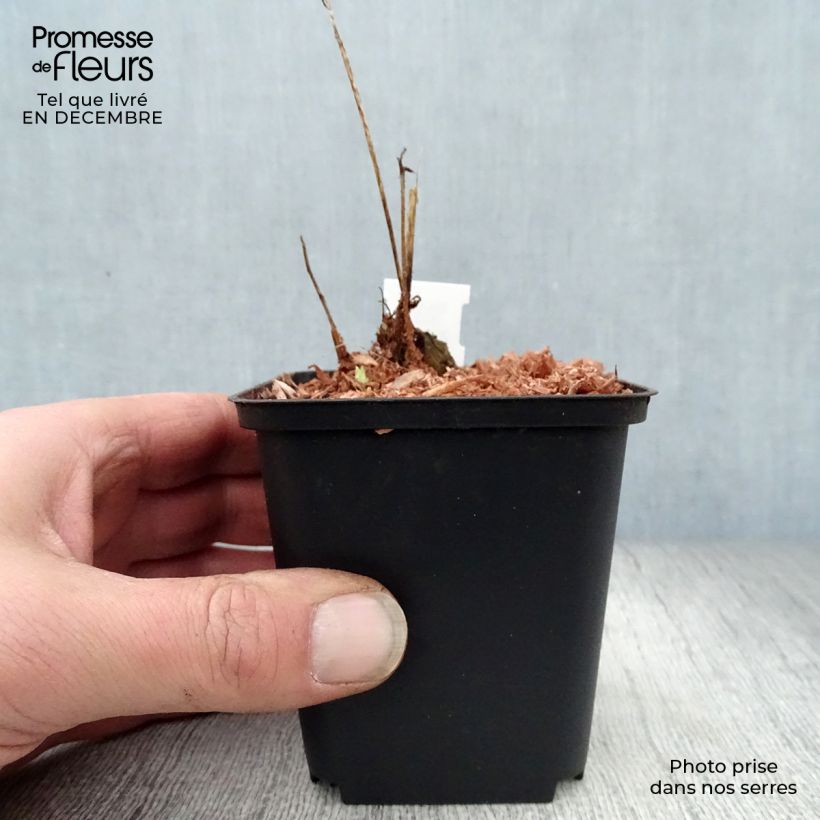 Example of Pavot du Pays de Galles - Meconopsis cambrica Kweekpotje van 8/9 cm as you get in hiver