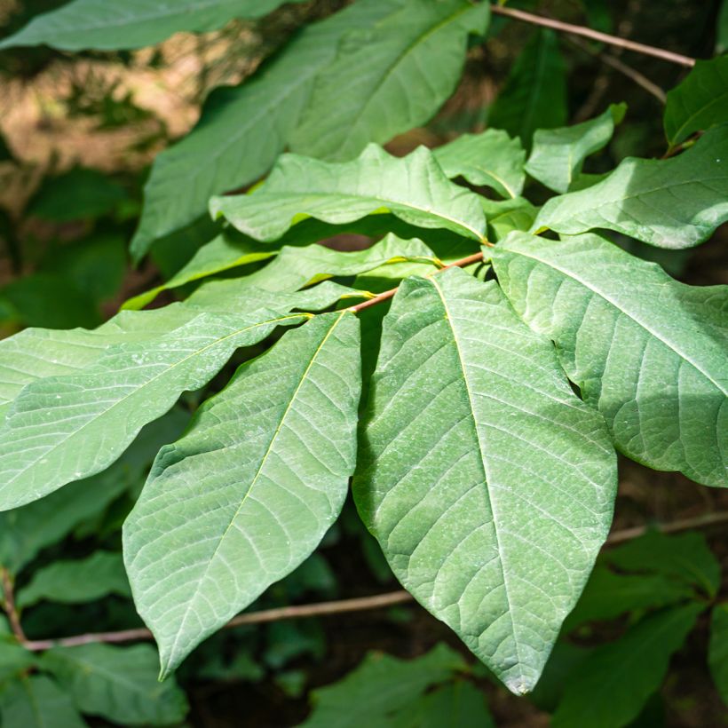 Pawpaw Allegheny - Asimina triloba (Blad)