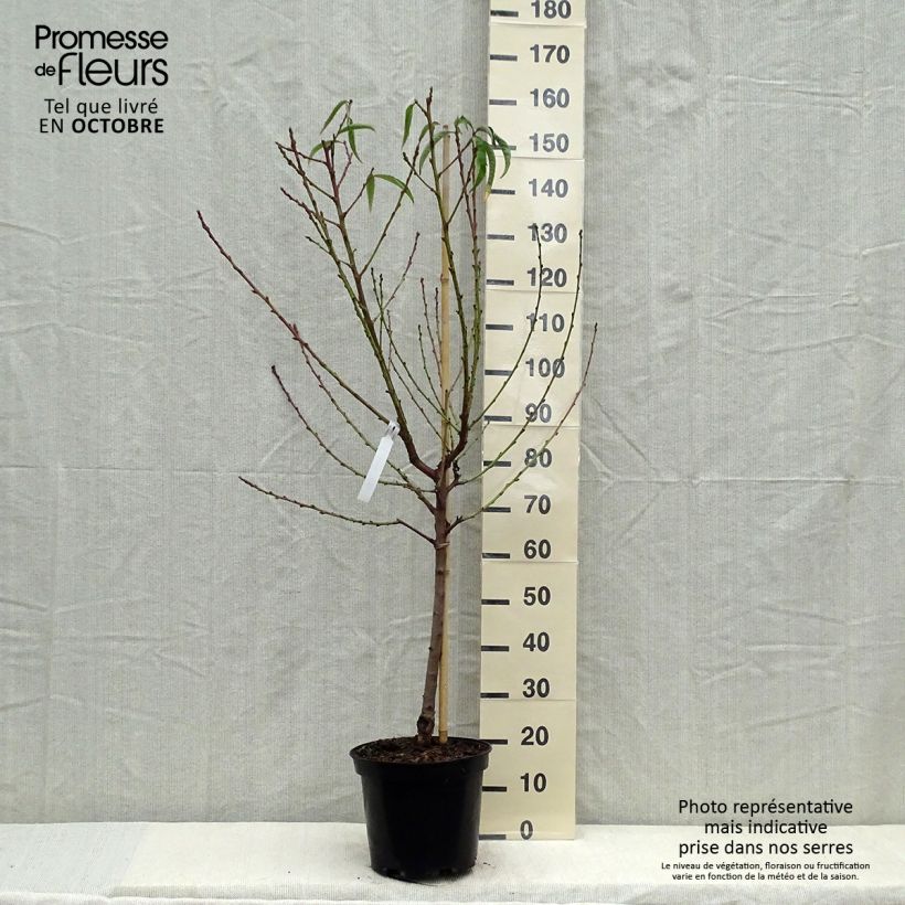 Exemplaar van Perzik Amsden Pot van 7,5 l/10 l, Kelkvormig zoals geleverd in de herfst