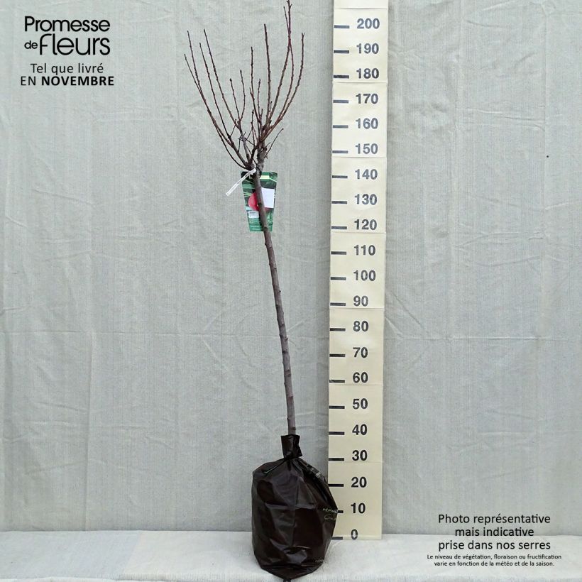 Exemplaar van Pêcher Andromède - Prunus persica Motte "Prêt-à-planter", Demi-Tige zoals geleverd in de herfst