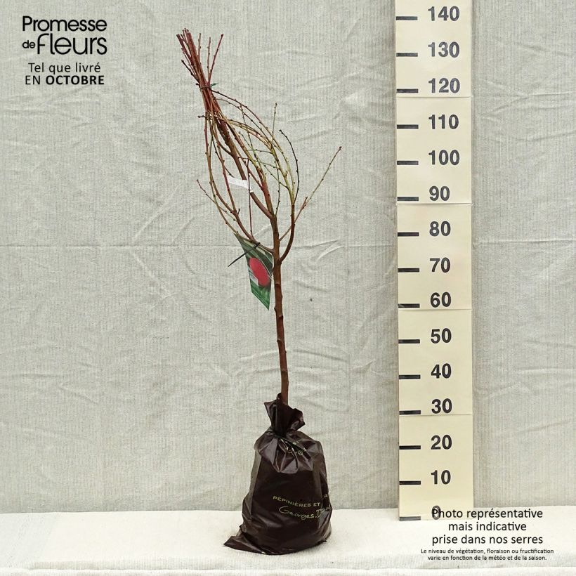 Exemplaar van Pêcher Andromède - Prunus persica Motte "Prêt-à-planter", Gobelet zoals geleverd in de herfst