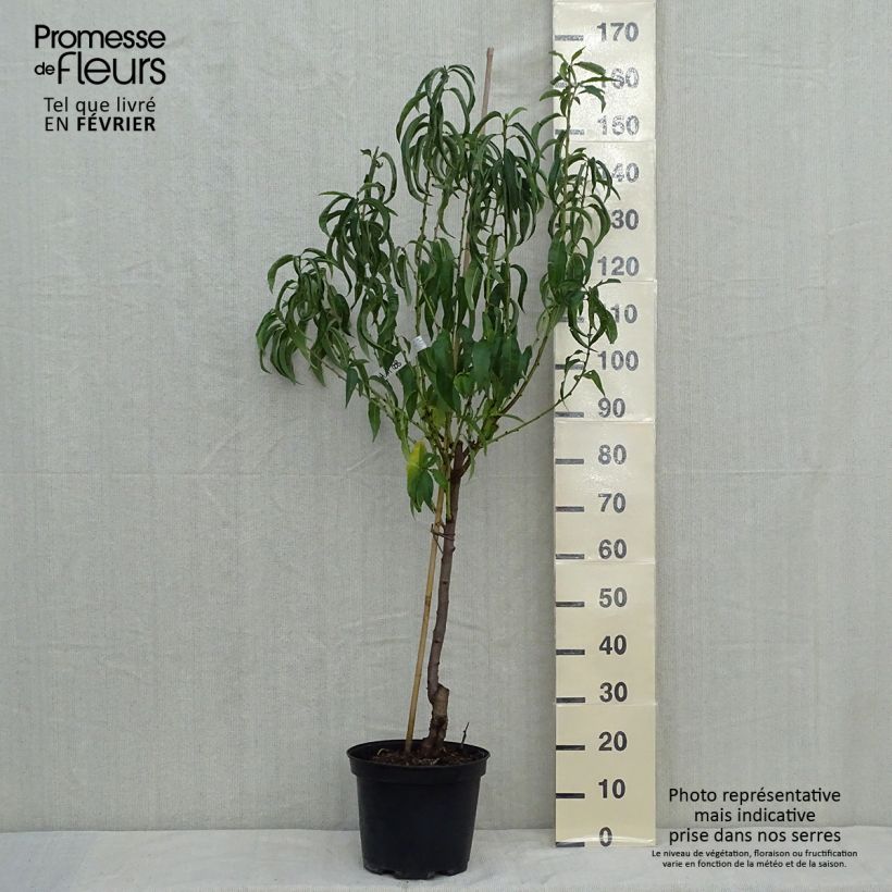 Exemplaar van Pêcher Charles Ingouf - Prunus persica Pot de 7,5L/10L, Gobelet zoals geleverd in de herfst