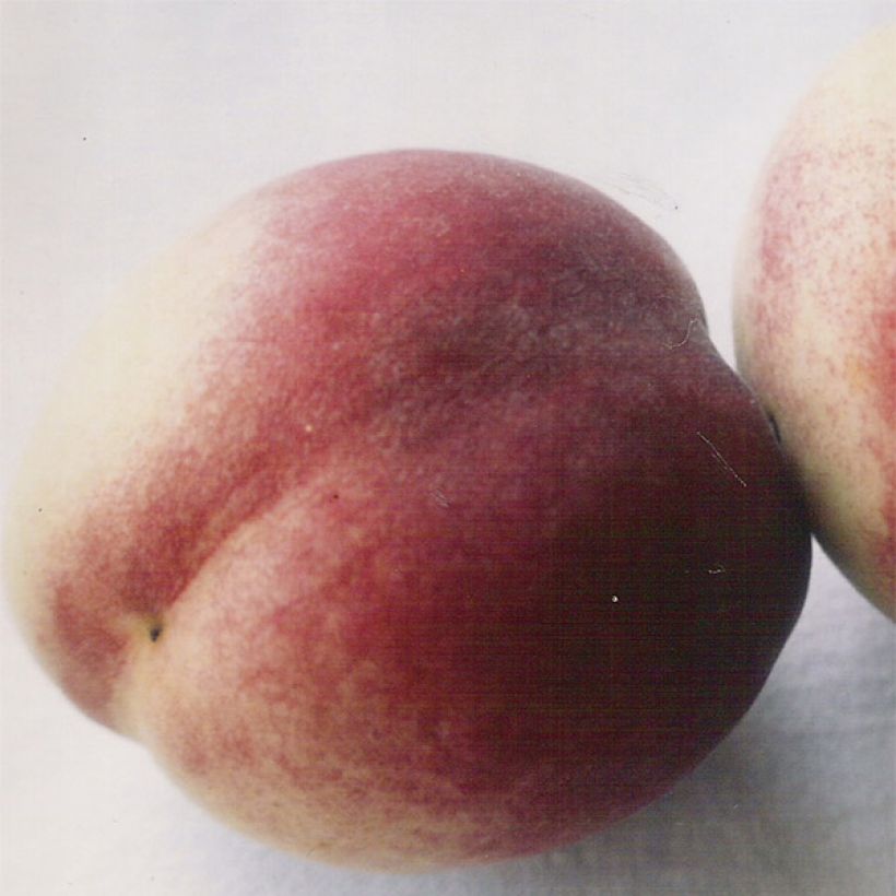 Perzik De Vigne Blanche (Bloei)