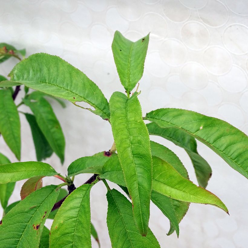 Perzik Grosse Mignonne (Blad)