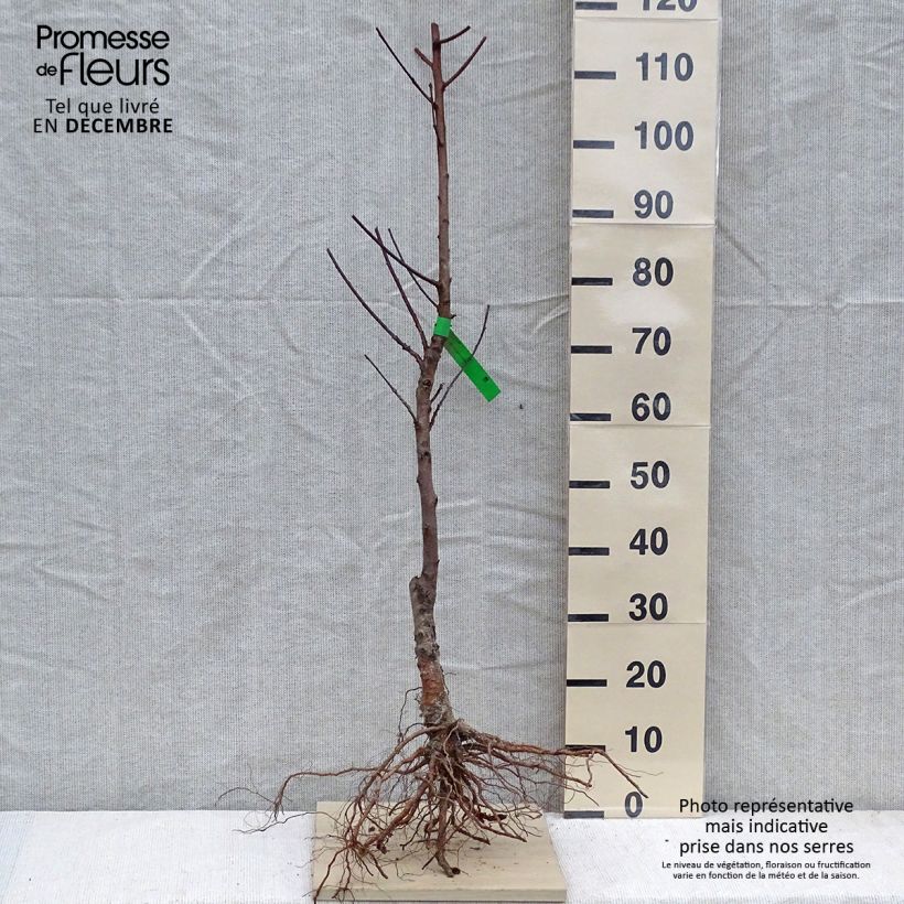 Exemplaar van Perzik Grosse Mignonne BIO Naakte wortel, Onderstam zoals geleverd in de winter