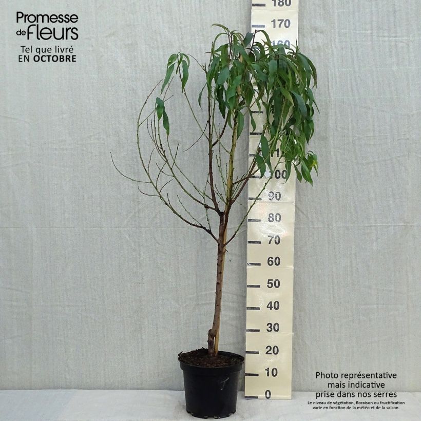Exemplaar van Perzik Grosse Mignonne Pot van 7,5 l/10 l, Kelkvormig zoals geleverd in de herfst