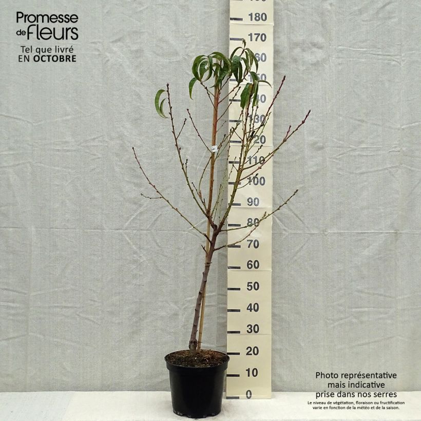 Exemplaar van Perzik J.H. Hale Pot van 7,5 l/10 l, Half-hoge stam zoals geleverd in de herfst