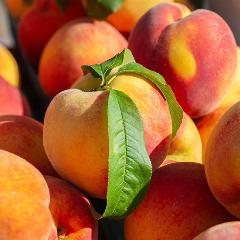 Perzik Madeleine de Courson BIO (Oogst)