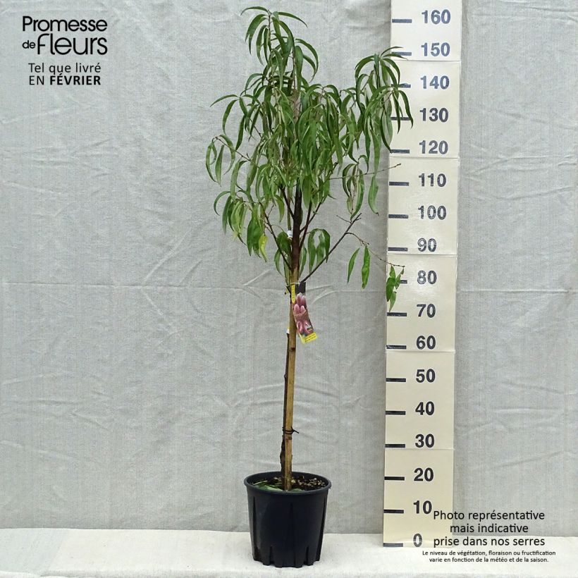 Exemplaar van Perzik Sanguine Pot van 7,5 l/10 l, Kelkvormig zoals geleverd in de herfst