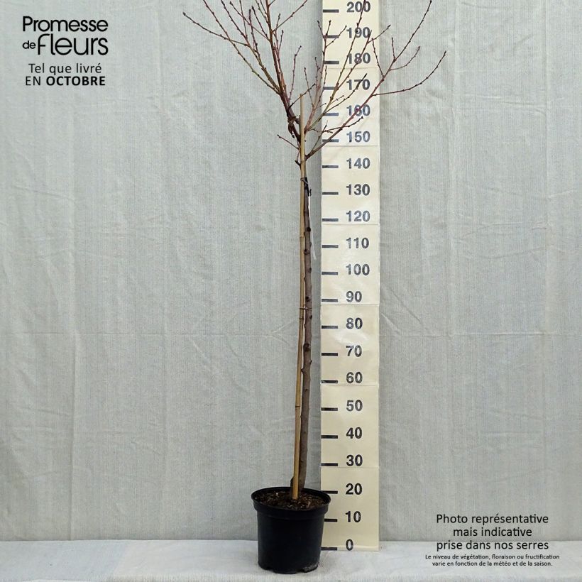 Exemplaar van Perzik Redhaven Pot van 7,5 l/10 l, Half-hoge stam zoals geleverd in de herfst