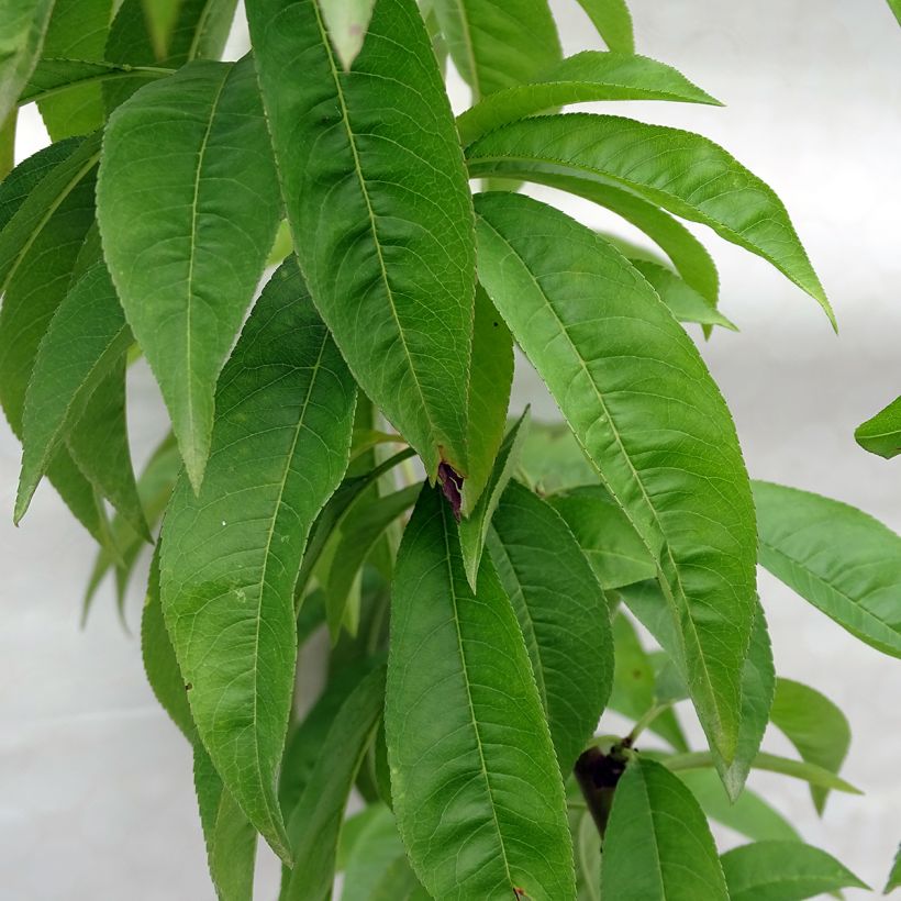 Perzik Redhaven (Blad)