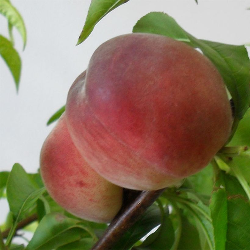 Perzik Robin (Oogst)