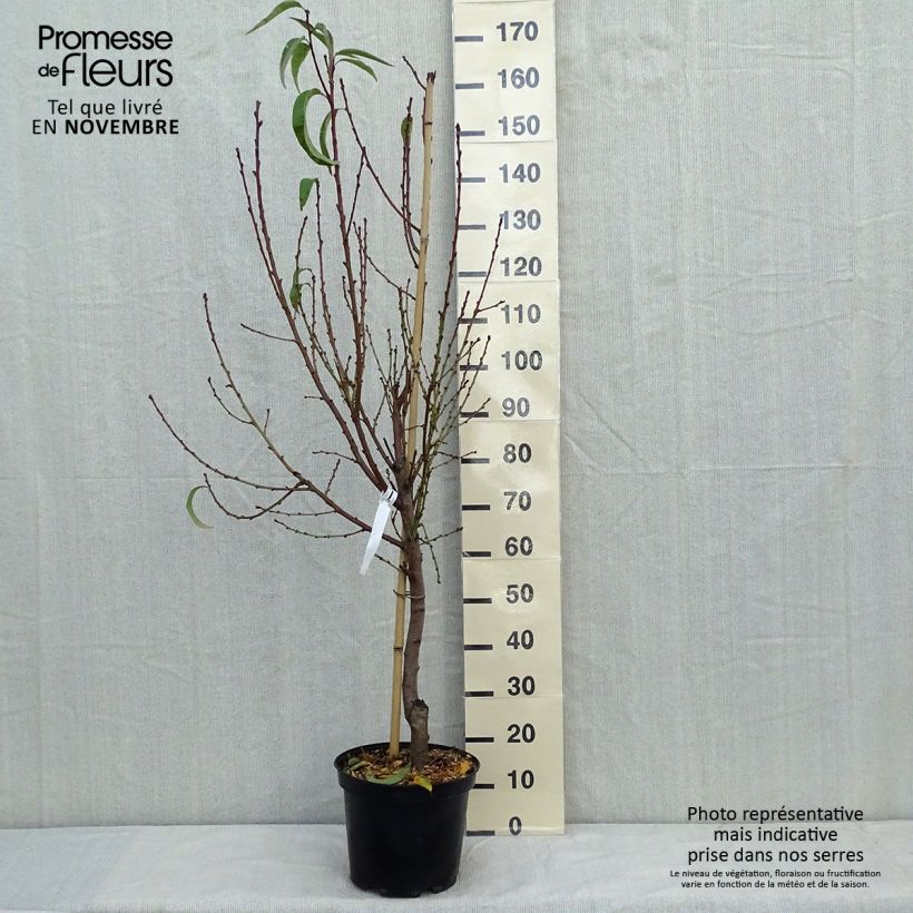 Exemplaar van Bloedperzik Sanguine Vineuse Pot van 7,5 l/10 l, Kelkvormig zoals geleverd in de herfst
