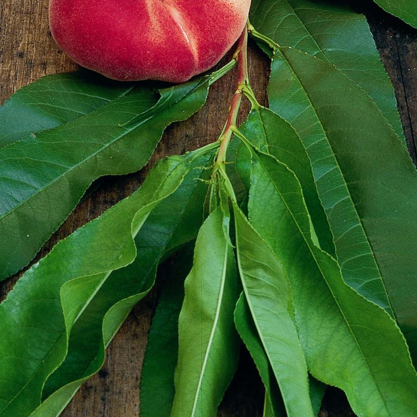 Platte perzik Saturne Georges Delbard (Blad)