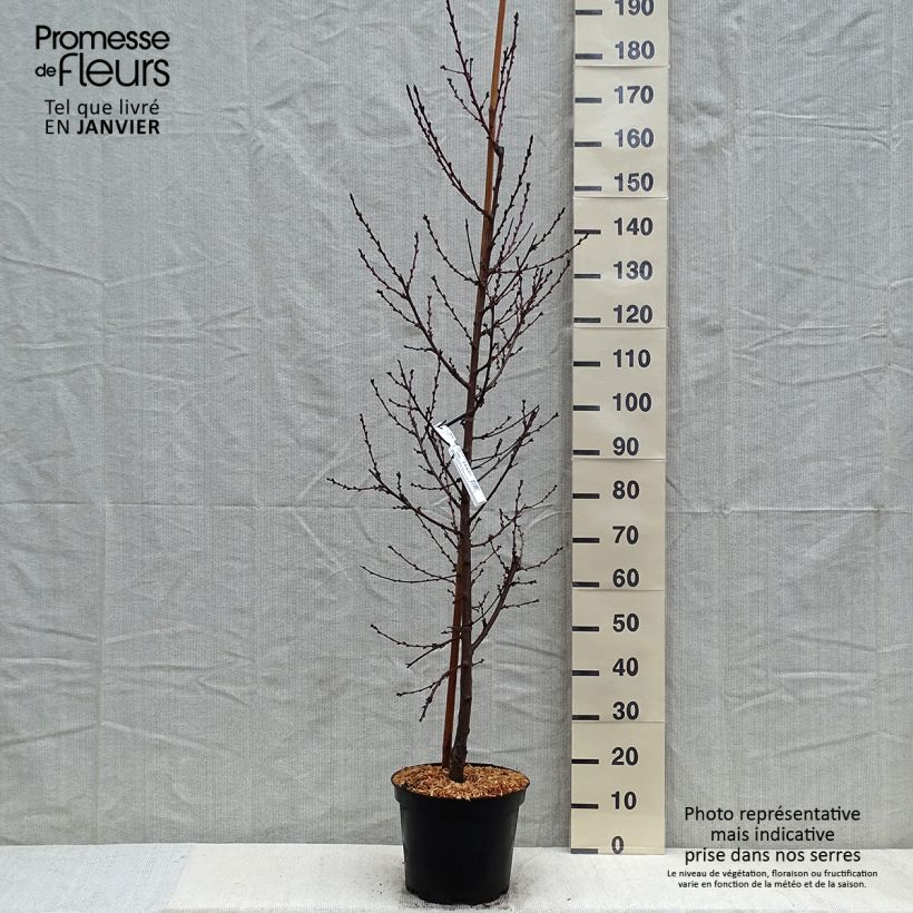 Example of Pêcher à fleurs - Prunus persica Taoflora Pink Pot van 7,5 l/10 l as you get in hiver