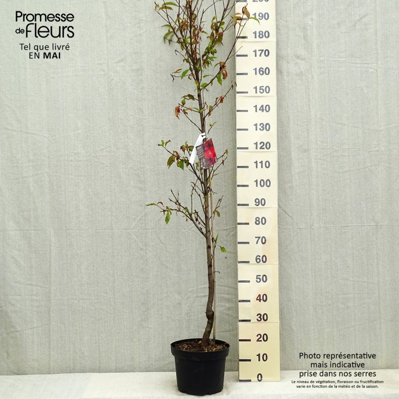 Exemplaar van Prunus persica Taoflora Red biologisch - Perzik Pot van 7,5 l/10 l, Kroonhoogte zoals geleverd in de lente