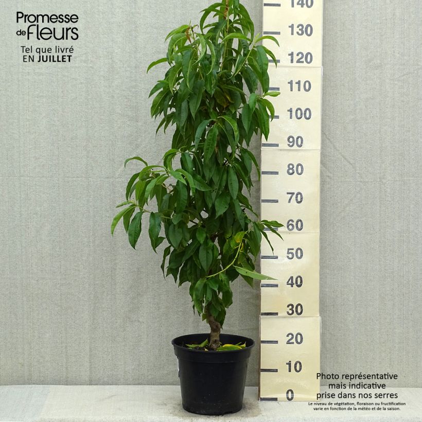 Exemplaar van Perzik De Vigne Jaune Pot van 7,5 l/10 l, Kelkvormig zoals geleverd in de zomer