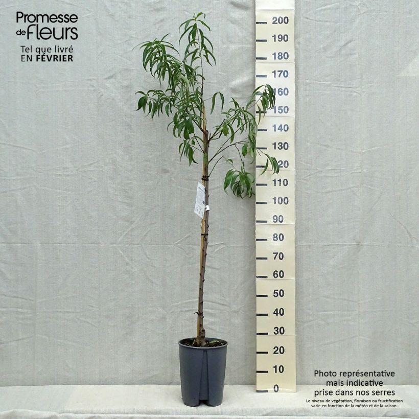 Exemplaar van Perzik De Vigne Blanche Pot van 12 l/15 l, Half-hoge stam zoals geleverd in de herfst
