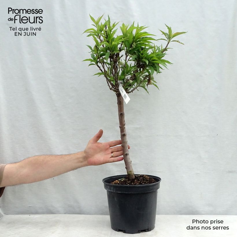 Exemplaar van Dwergperzik Pix Zee Pot van 6 l/7 l, Kwartstam zoals geleverd in de zomer