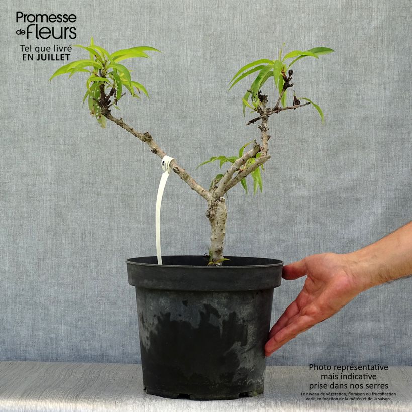 Exemplaar van Dwergperzik Diamond Zaipevi Pot van 6 l/7 l, Kwartstam zoals geleverd in de zomer